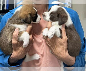 Mutt Dogs for adoption in Emmett, ID, USA
