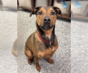 Mutt Dogs for adoption in Bemidji, MN, USA