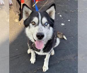 Siberian Husky Dogs for adoption in Rancho Cucamonga, CA, USA