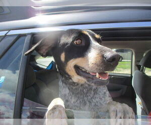 Mutt Dogs for adoption in Ocala, FL, USA