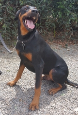 Doberman Pinscher Dogs for adoption in Yucaipa, CA, USA