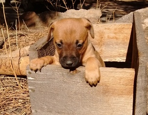 Boxador Dogs for adoption in Evergreen, CO, USA