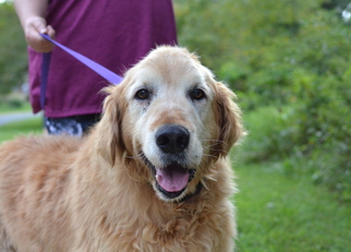 Golden Retriever Dogs for adoption in Silver Spring, MD, USA
