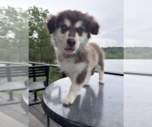 Alusky Dogs for adoption in Springdale, PA, USA