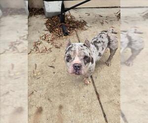 Mutt Dogs for adoption in Martinez, CA, USA