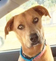 Labralas Dogs for adoption in Mukwonago, WI, USA