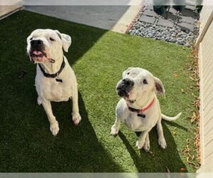 Dogo Argentino Dogs for adoption in Fallbrook, CA, USA