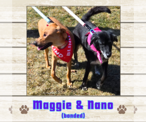 Labrador Retriever Dogs for adoption in Limerick, ME, USA