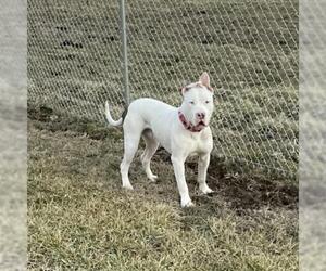 Dogo Argentino Dogs for adoption in Mooresville, IN, USA