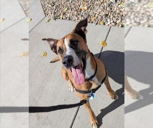 Boxador Dogs for adoption in Fort Collins, CO, USA