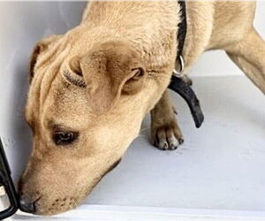 German Shepherd Dog-Unknown Mix Dogs for adoption in Houston, TX, USA