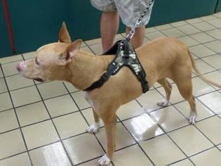 Pharaoh Hound Dogs for adoption in West Palm Beach, FL, USA
