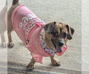 Chiweenie Dogs for adoption in Batavia, OH, USA