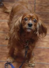 Cavalier King Charles Spaniel Dogs for adoption in Los Angeles, CA, USA