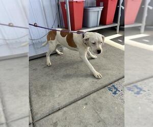 Boxer-Unknown Mix Dogs for adoption in Bakersfield, CA, USA