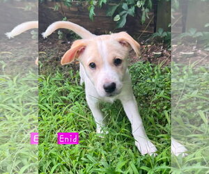 Siberian Husky-Unknown Mix Dogs for adoption in Alexander, AR, USA