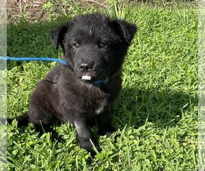 Borador Dogs for adoption in Princeton, MN, USA