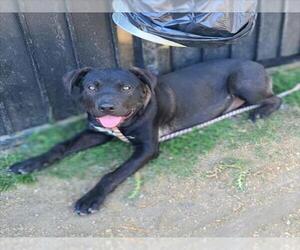 Chinese Shar-Pei-Labrador Retriever Mix Dogs for adoption in Long Beach, CA, USA