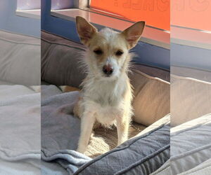 Chihuahua-Unknown Mix Dogs for adoption in Cliffwood, NJ, USA