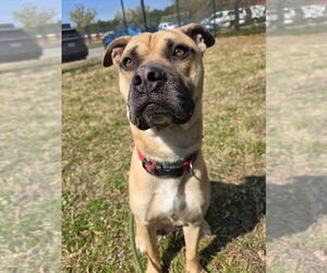 Black Mouth Cur-Boxer Mix Dogs for adoption in Glen Allen, VA, USA