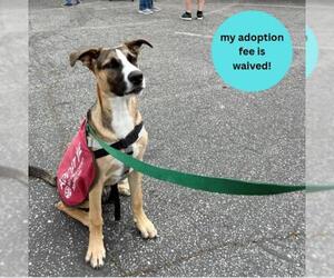 Shepradors Dogs for adoption in Santa Cruz, CA, USA