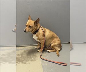Chi-Corgi Dogs for adoption in Tallahassee, FL, USA