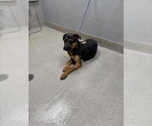 Shepweiller Dogs for adoption in Las Vegas, NV, USA