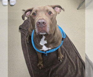Labrador Retriever-Unknown Mix Dogs for adoption in Easton, MD, USA