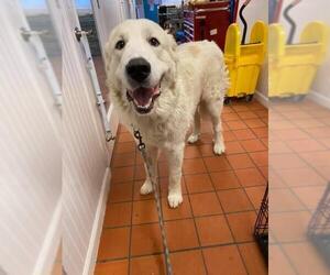 Great Pyrenees Dogs for adoption in Temple, GA, USA