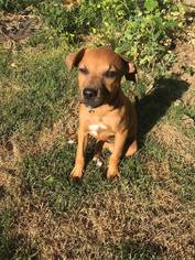 Black Mouth Cur Dogs for adoption in Overland Park, KS, USA