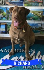 Chesapeake Bay Retriever-German Shepherd Dog Mix Dogs for adoption in Key Largo, FL, USA