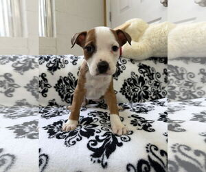 Boxador Dogs for adoption in York, SC, USA