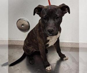 American Pit Bull Terrier Dogs for adoption in Bakersfield, CA, USA