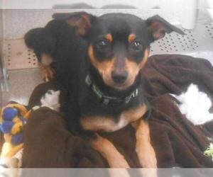 Rat Terrier Dogs for adoption in Orange, CA, USA