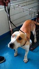 Labrador Retriever Dogs for adoption in Waycross, GA, USA