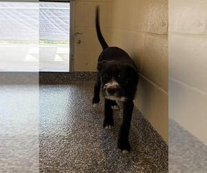 Mutt Dogs for adoption in Brewster, MA, USA