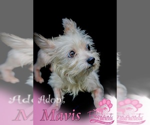 Maltese Dogs for adoption in Griffin, GA, USA