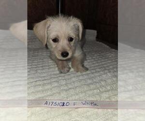 Mutt Dogs for adoption in Pueblo, CO, USA