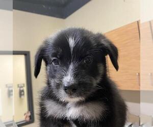 Border Collie-Unknown Mix Dogs for adoption in Modesto, CA, USA