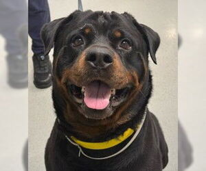 Rottweiler Dogs for adoption in Hillsboro, NH, USA