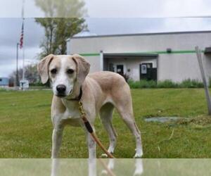 Lab-Pointer Dogs for adoption in Pierceton , IN, USA