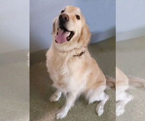 Golden Retriever Dogs for adoption in Glendale , AZ, USA