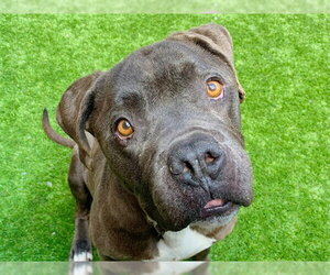 Mutt Dogs for adoption in Moreno Valley, CA, USA
