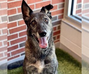 - Mix Dogs for adoption in Edmond, OK, USA