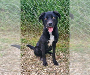 Labrador Retriever Dogs for adoption in Lake City, MI, USA