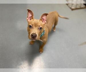 American Pit Bull Terrier Dogs for adoption in Denver, CO, USA