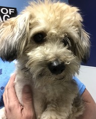 Shih-Poo Dogs for adoption in Holden, MO, USA