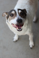 Jack Russell Terrier Dogs for adoption in Oskaloosa, IA, USA