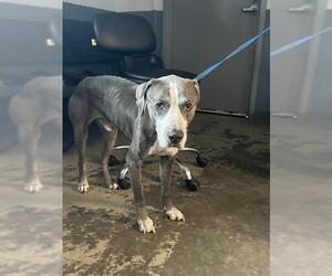 American Staffordshire Terrier Dogs for adoption in Tallahassee, FL, USA