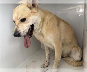 Carolina Dog Dogs for adoption in Houston, TX, USA